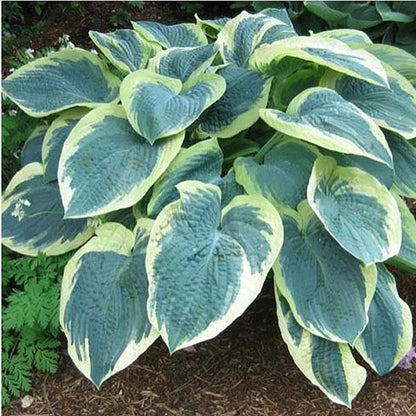 American Halo Plantain Lily - LandscapeDirect