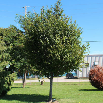 American Hornbeam - LandscapeDirect