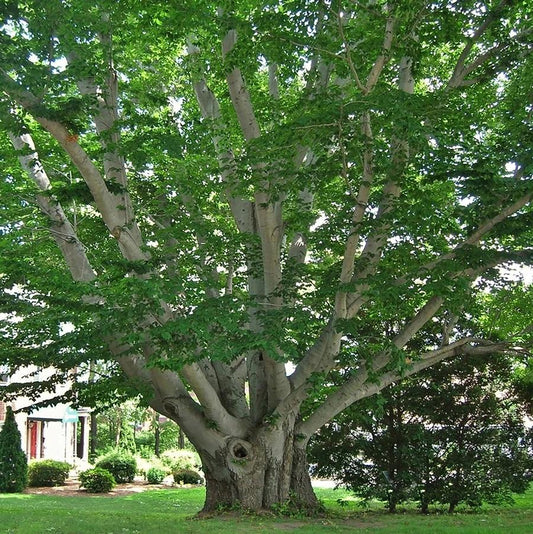 American Beech