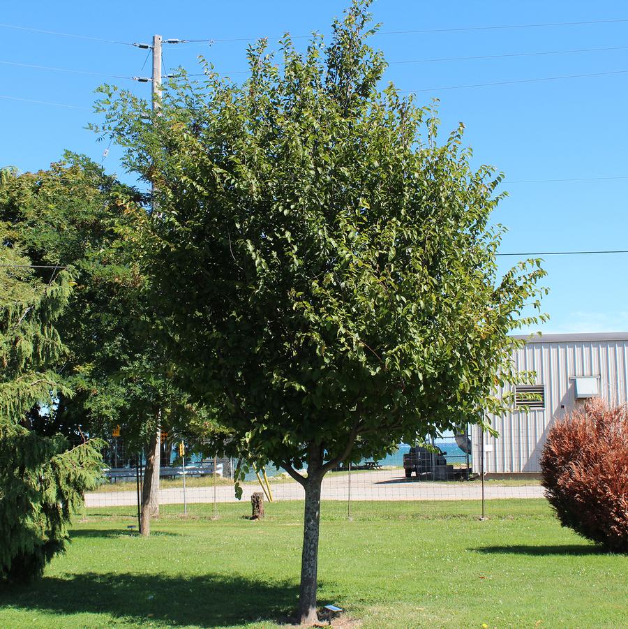 American Hornbeam