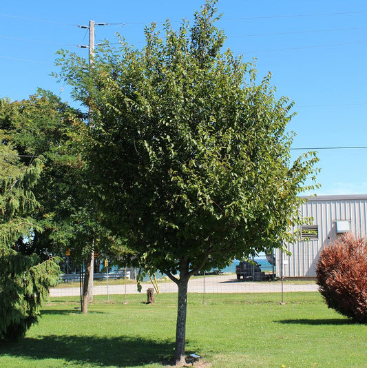 American Hornbeam