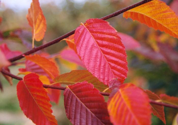 American Hop Hornbeam
