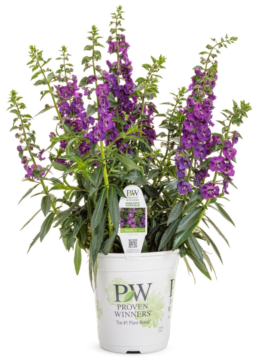 Angelface Super Blue Summer Snapdragon - LandscapeDirect