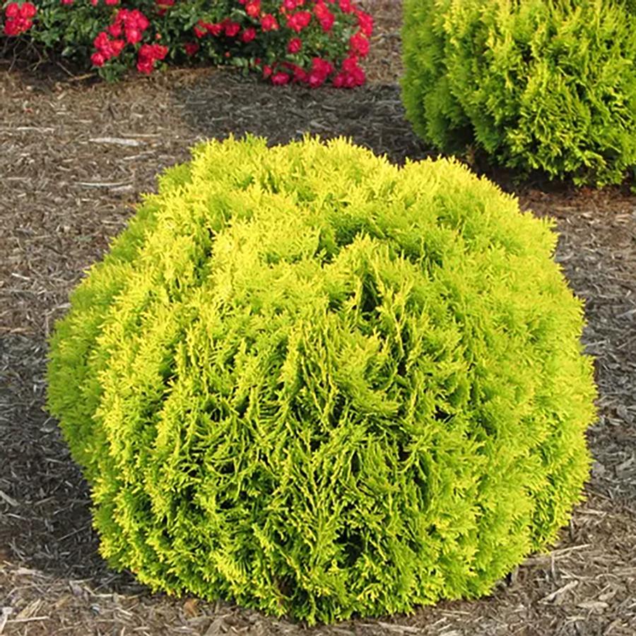 Anna's Magic Ball Arborvitae - LandscapeDirect