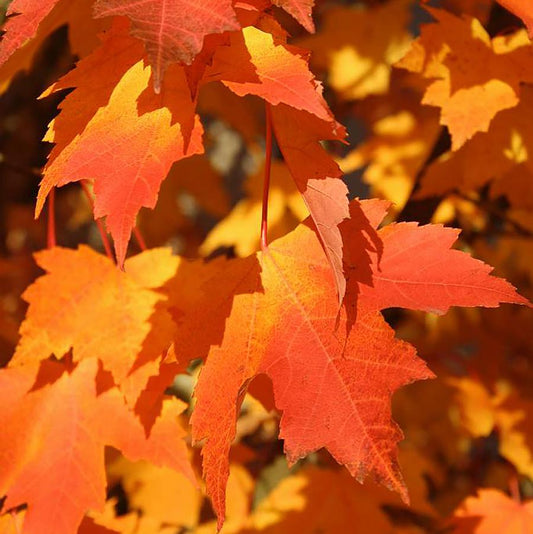 Armstrong Gold Red Maple