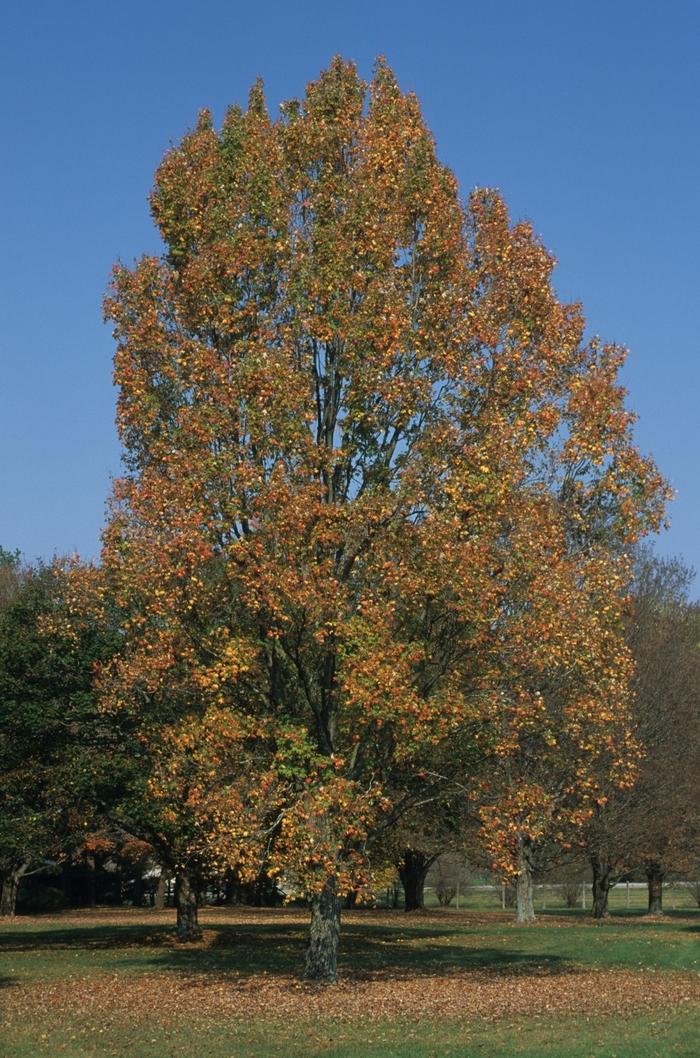 Armstrong Red Maple