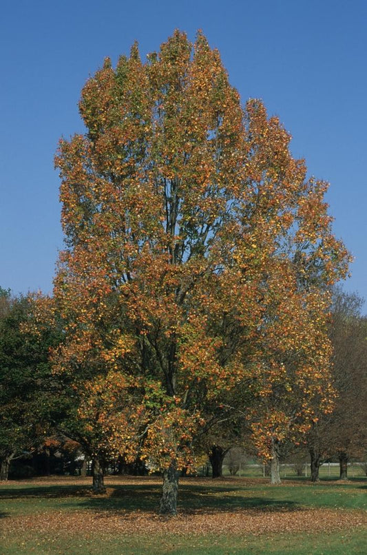 Armstrong Red Maple