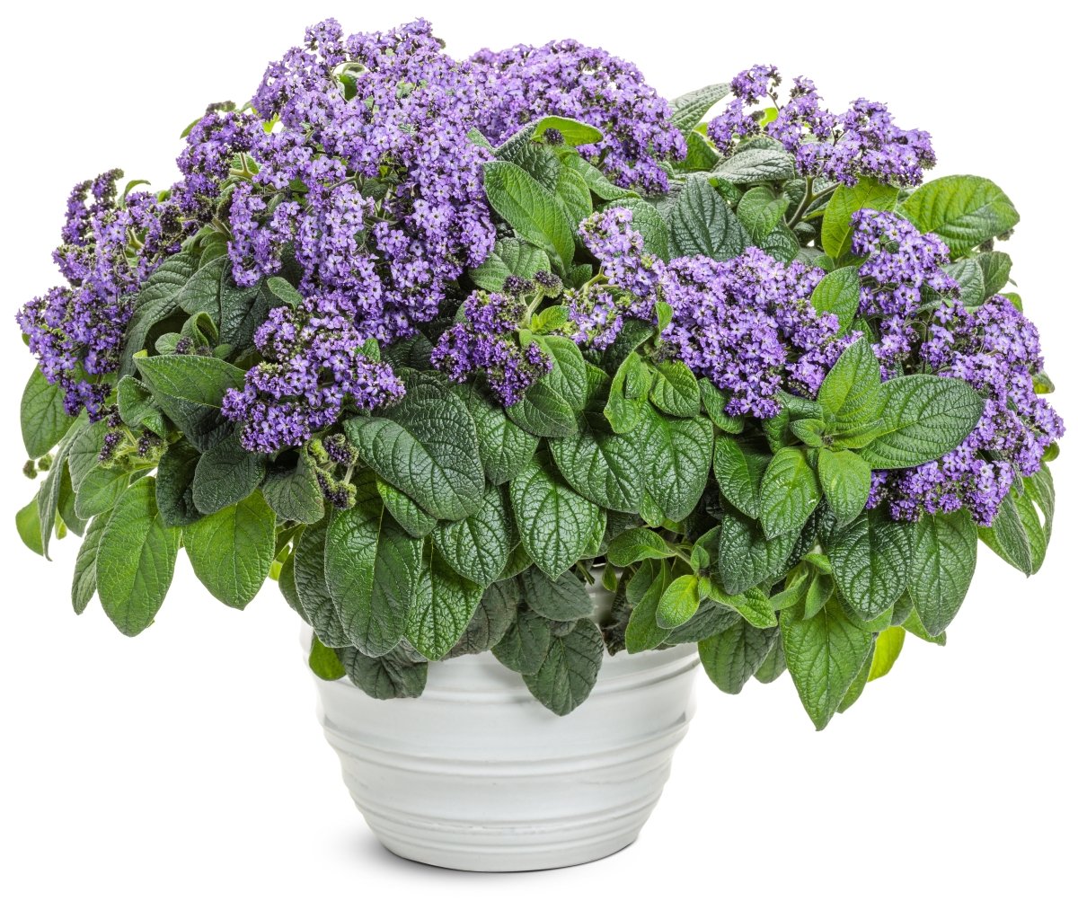 Aromagica Purple Heliotrope - LandscapeDirect