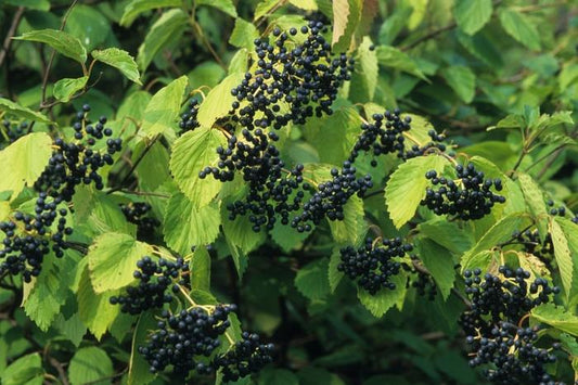 Arrowwood Viburnum