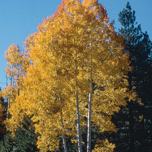 Erect Quaking Aspen