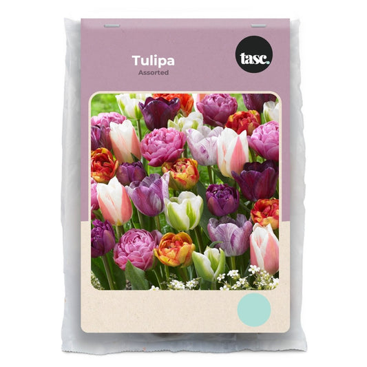 Assorted Tulip - LandscapeDirect