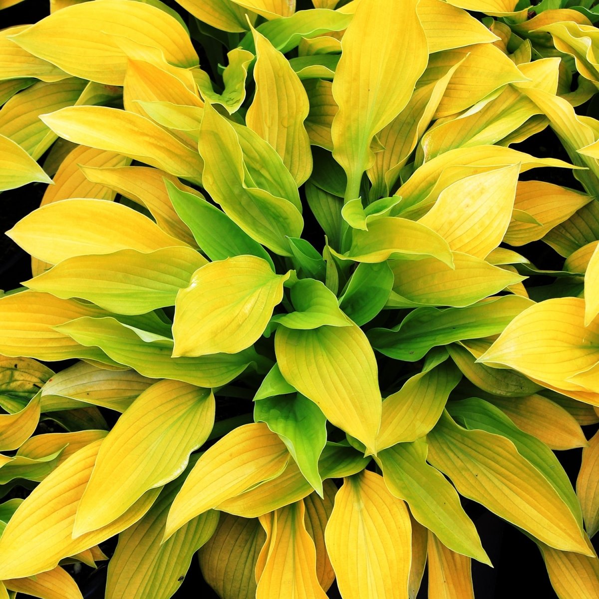 August Moon Hosta - LandscapeDirect