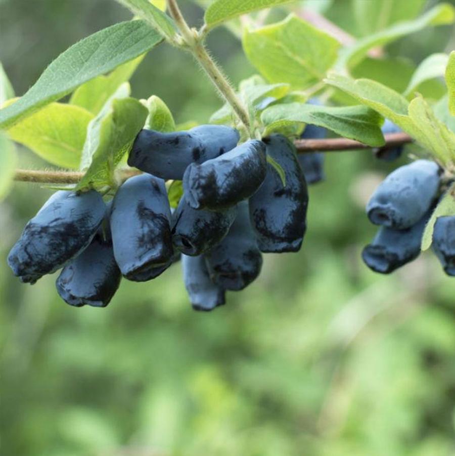 Aurora Honeyberry