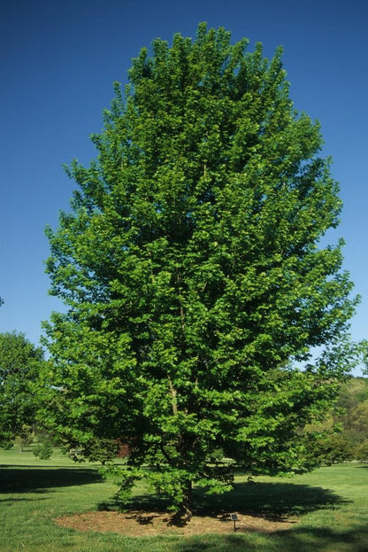 Autumn Blaze Freeman Maple - Clump - LandscapeDirect