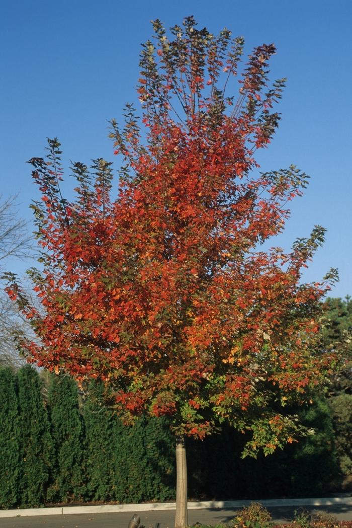 Autumn Blaze Freeman Maple - Clump