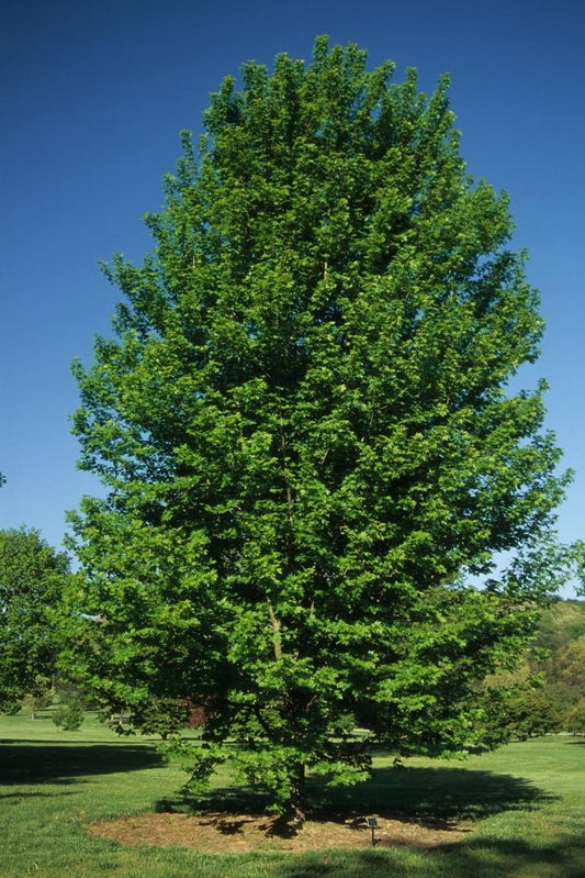 Autumn Blaze Freeman Maple - Clump