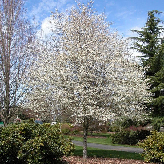 Autumn Brilliance Serviceberry