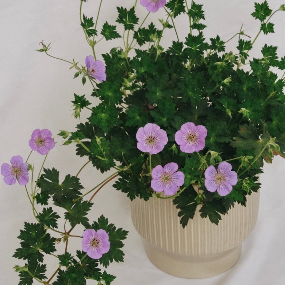 Azure Rush Cranesbill - LandscapeDirect
