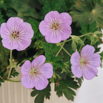 Azure Rush Cranesbill - LandscapeDirect