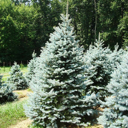 Baby Blue Colorado Spruce - LandscapeDirect