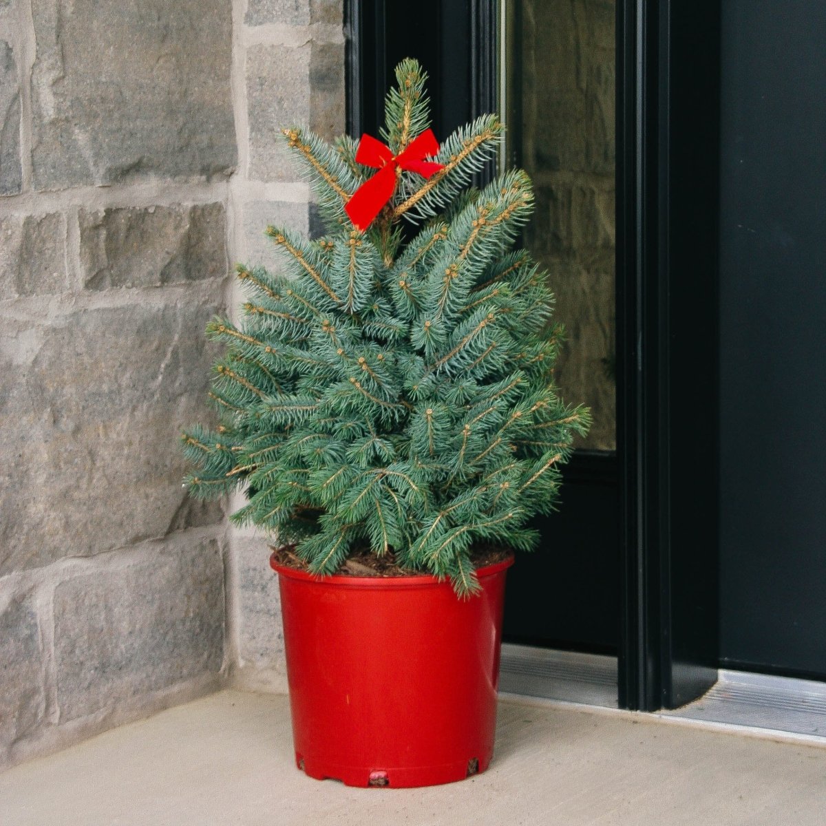 Baby Blue Colorado Spruce - Decorative Pot - LandscapeDirect
