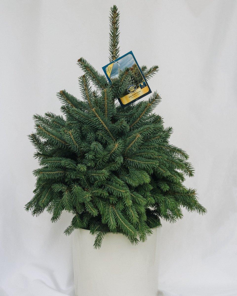 Baby Blue - Spruce - LandscapeDirect