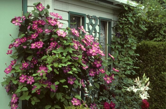 Bees' Jubilee Clematis - LandscapeDirect