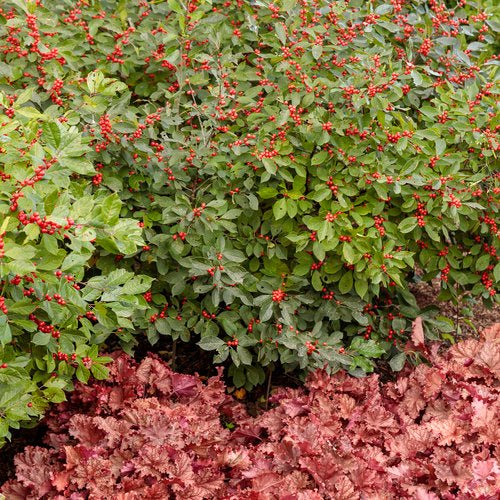 Berry Heavy Winterberry Holly - LandscapeDirect