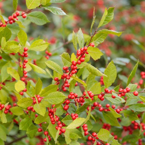 Berry Heavy Winterberry Holly - LandscapeDirect