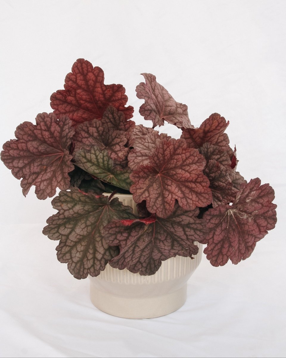 Berry Smoothie Coral Bells - LandscapeDirect