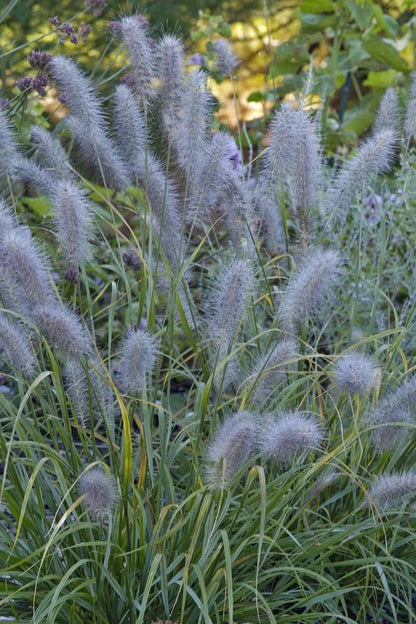 Black Fountain Grass - LandscapeDirect