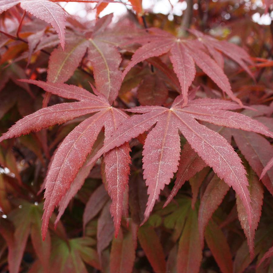 Bloodgood Japanese Maple (Specimen)