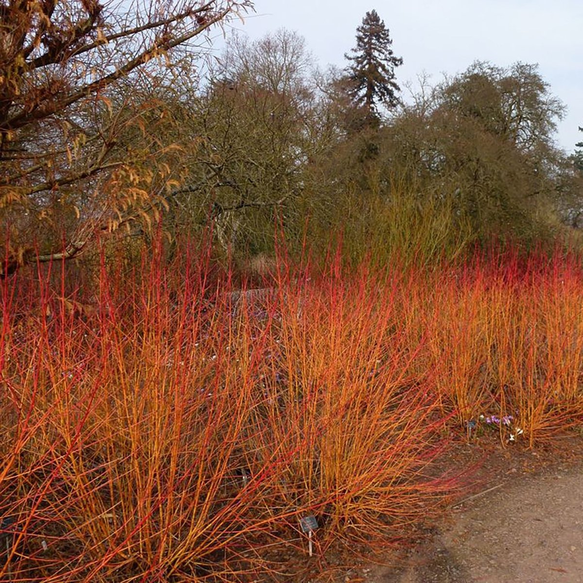Bloodtwig Dogwood - LandscapeDirect