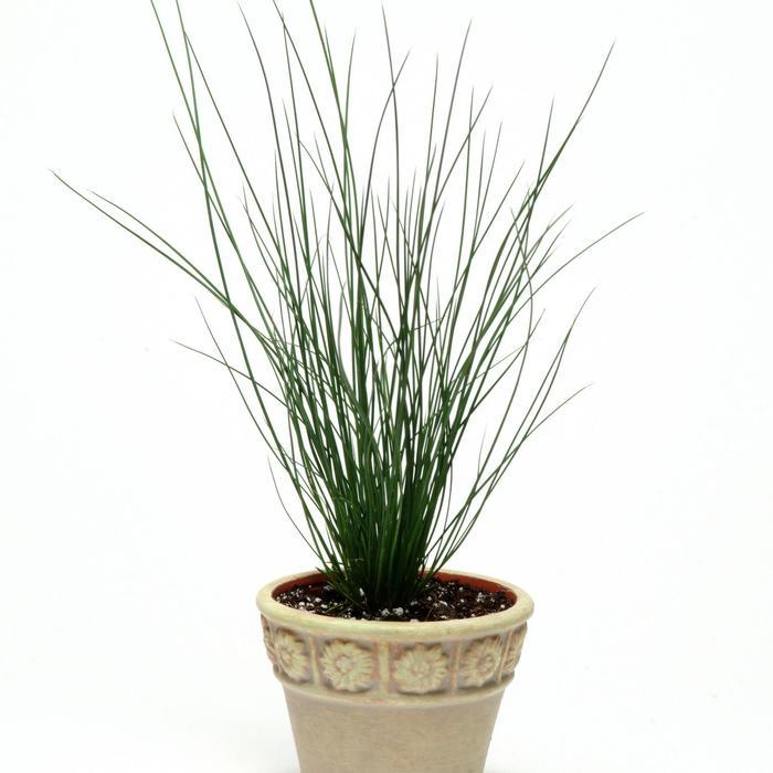 Blue Dart Rush - LandscapeDirect