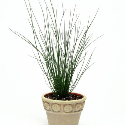 Blue Dart Rush - LandscapeDirect