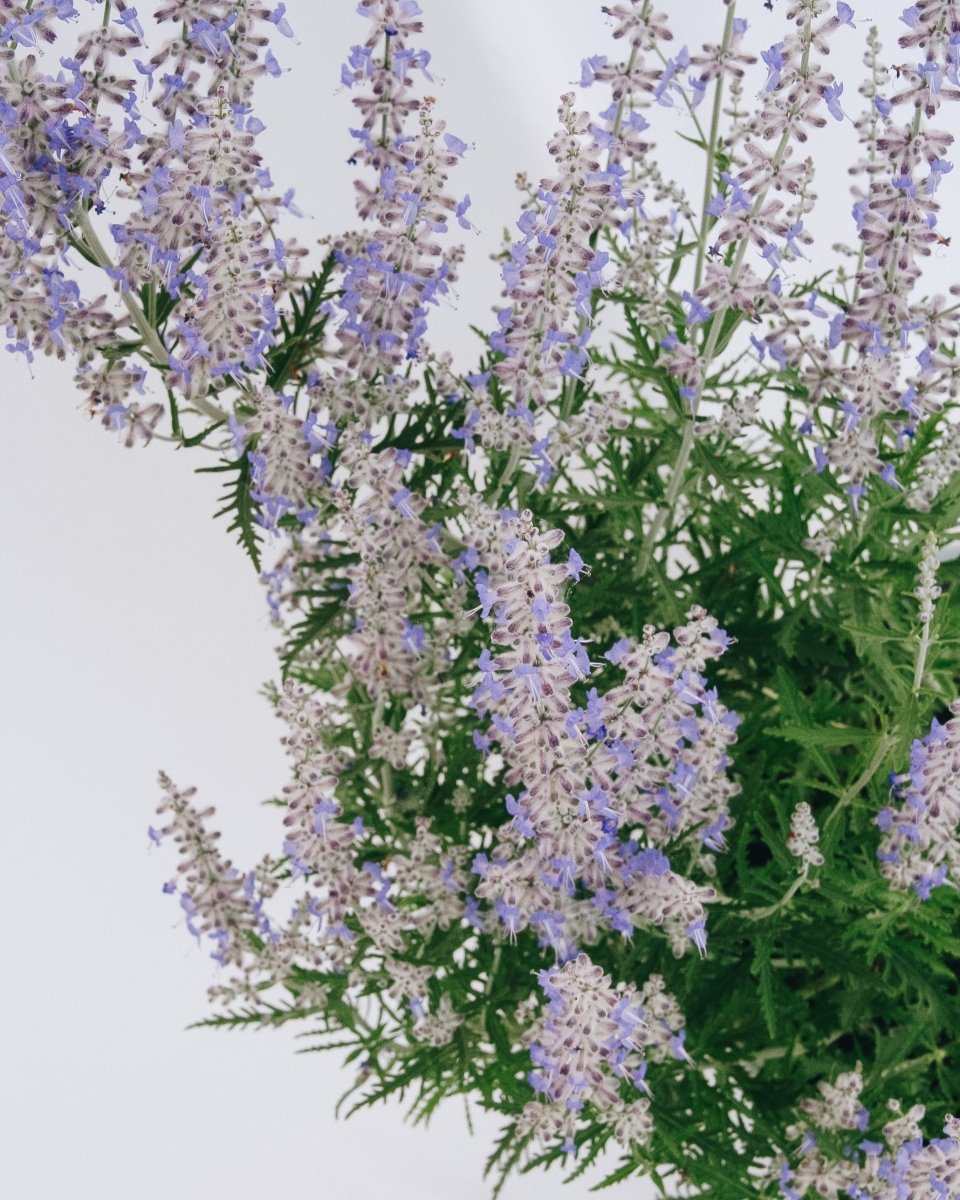 Blue Jean Baby Russian Sage - LandscapeDirect