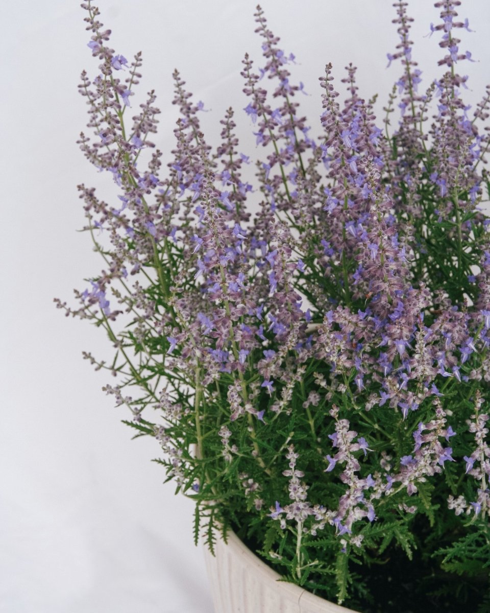 Blue Jean Baby Russian Sage - LandscapeDirect