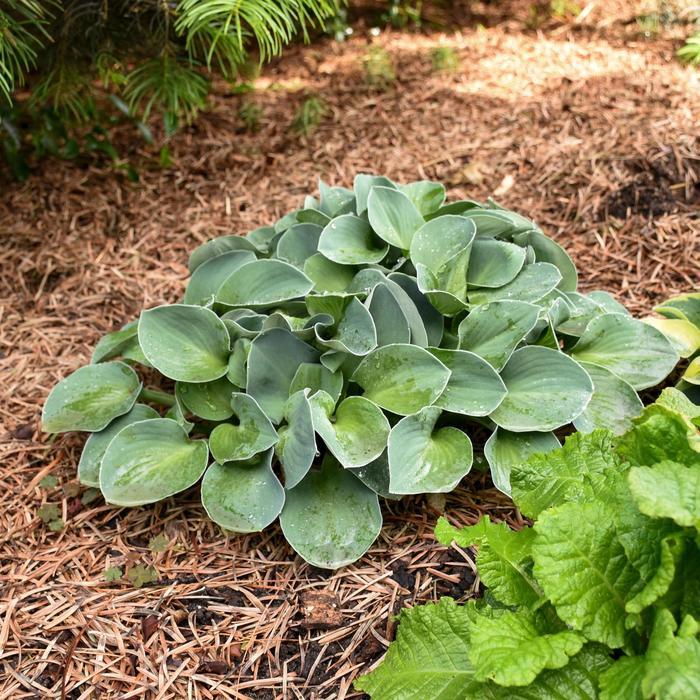 Blue Mouse Ears Hosta - LandscapeDirect