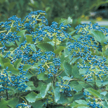 Blue Muffin Arrowwood Viburnum - LandscapeDirect
