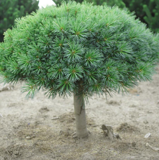 Blue Shag Eastern White Pine - Standard