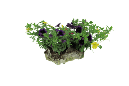 Bold Color combo - Super Pack - LandscapeDirect