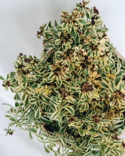 Boogie Woogie Stonecrop - LandscapeDirect