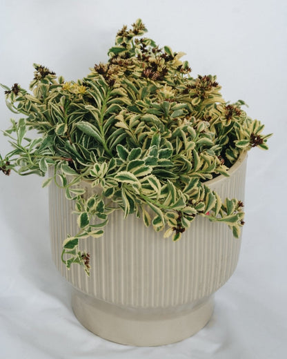 Boogie Woogie Stonecrop - LandscapeDirect