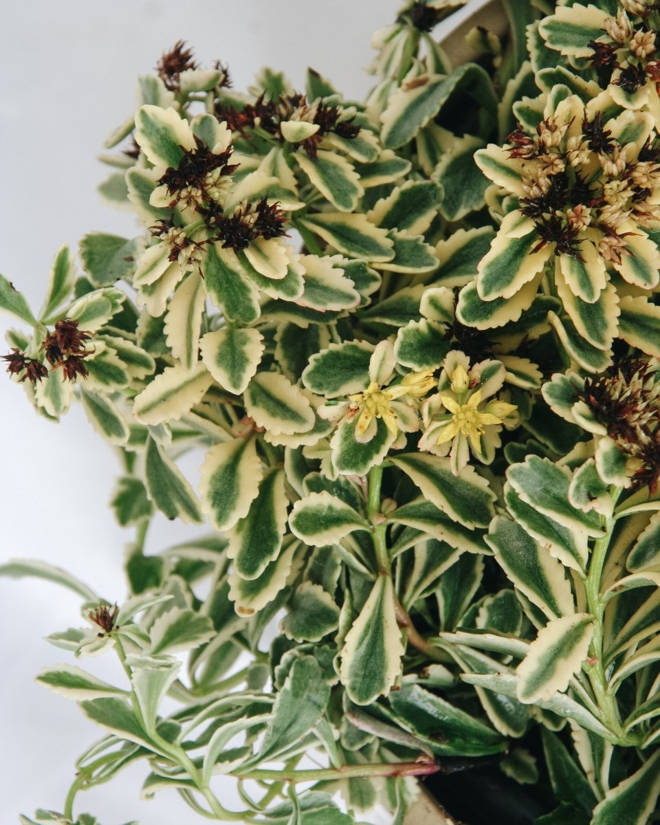 Boogie Woogie Stonecrop - LandscapeDirect