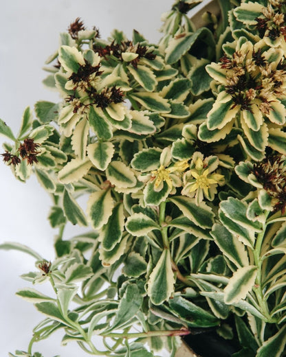 Boogie Woogie Stonecrop - LandscapeDirect