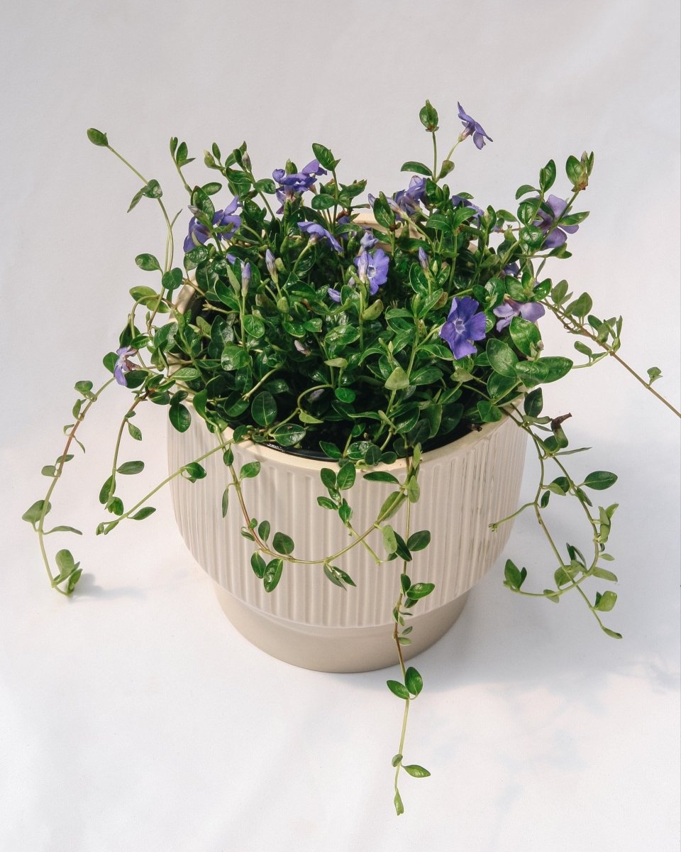 Bowles Periwinkle - LandscapeDirect