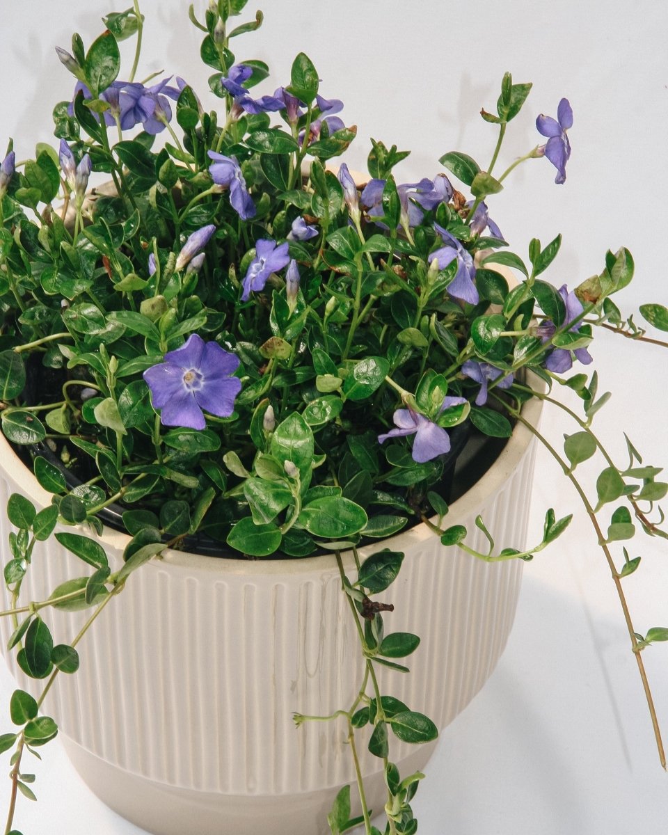 Bowles Periwinkle - LandscapeDirect