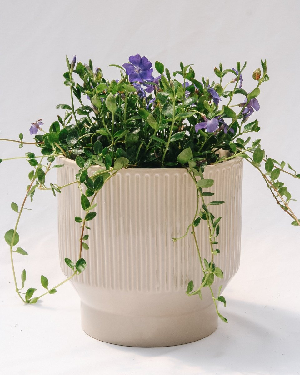 Bowles Periwinkle - LandscapeDirect