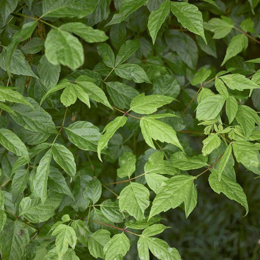 Sensation Boxelder
