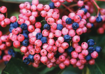 Brandywine Viburnum - LandscapeDirect